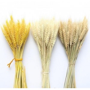 Колосья сушеные сухоцвет пшеница сноп 50 шт