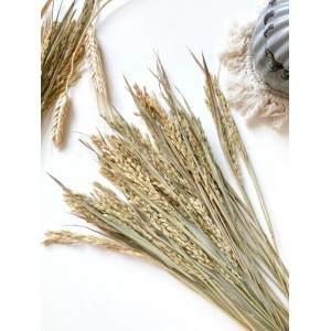 Сухоцветы пшеница лен овес